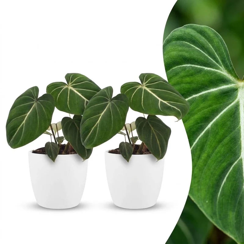 2x Philodendron Gloriosum - Glorie Philodendron met witte pot