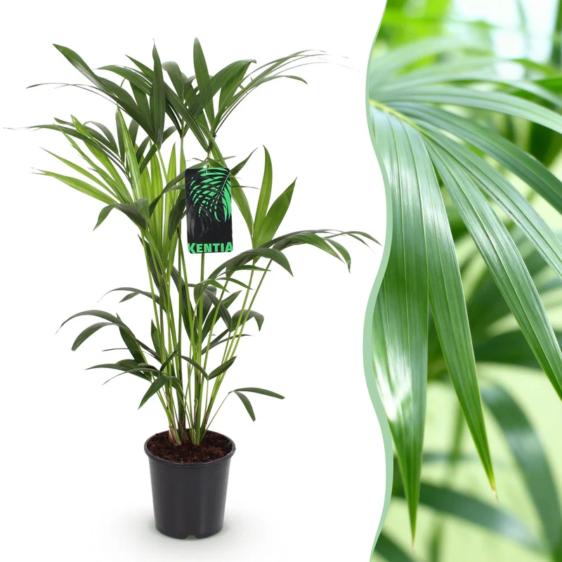 Howea Forsteriana