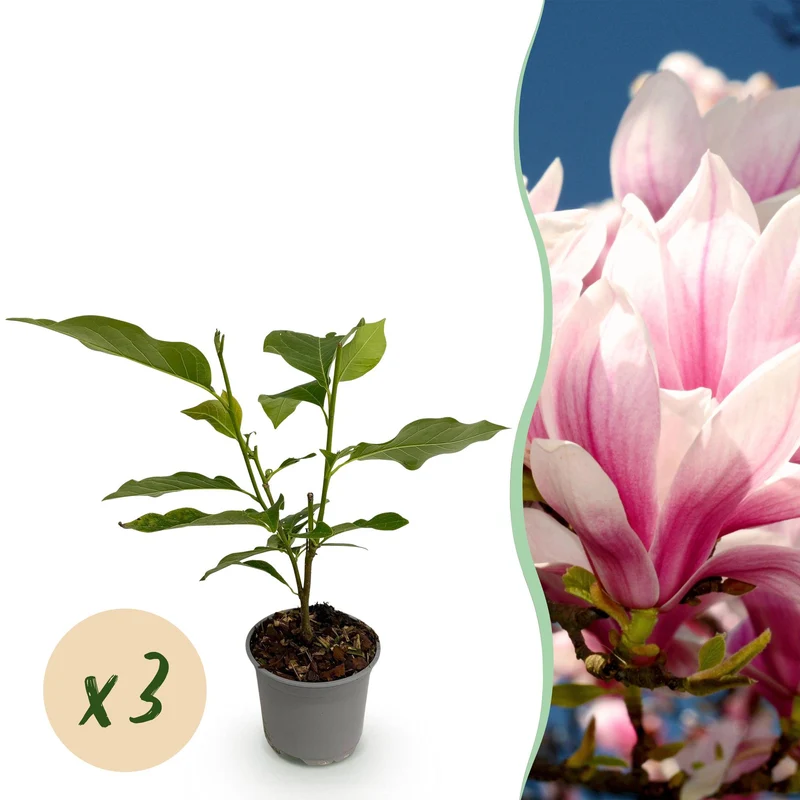 Magnolia soulangeana