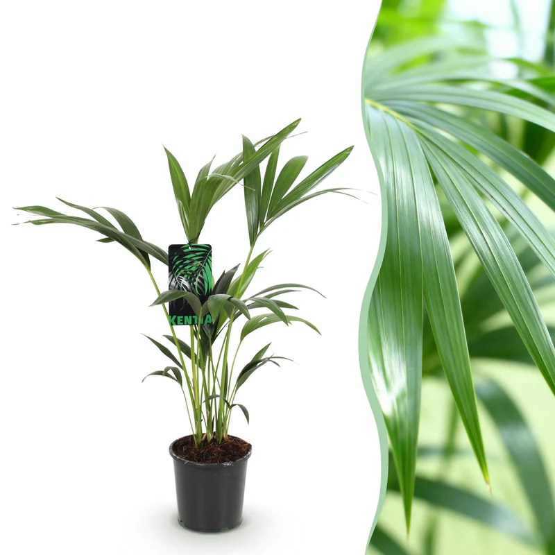 Howea Forsteriana