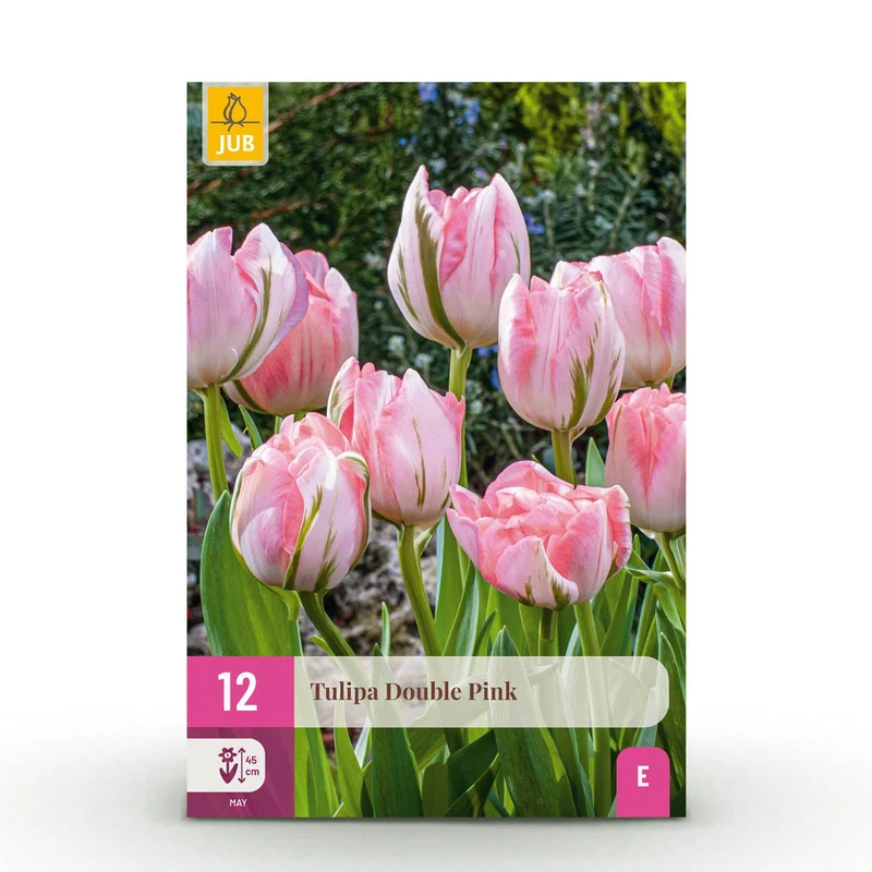 Tulp Double Pink