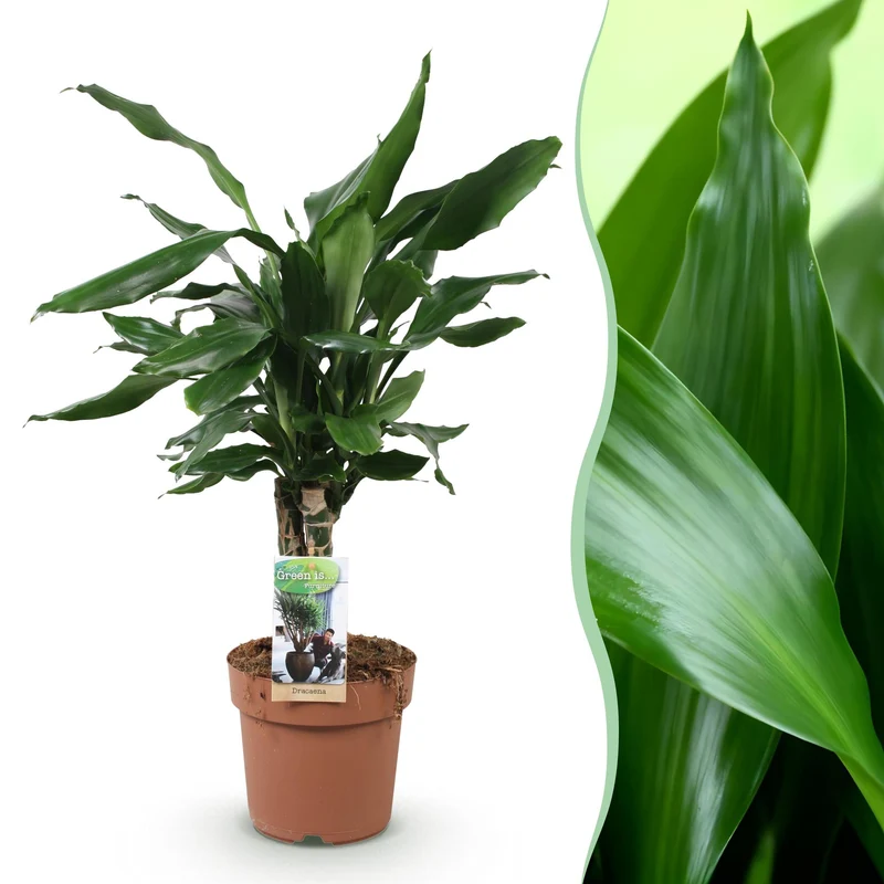 Dracaena fragrans Steudneri