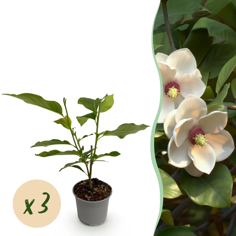 Magnolia sieboldii