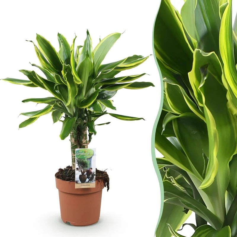 Dracaena fragrans Golden Coast