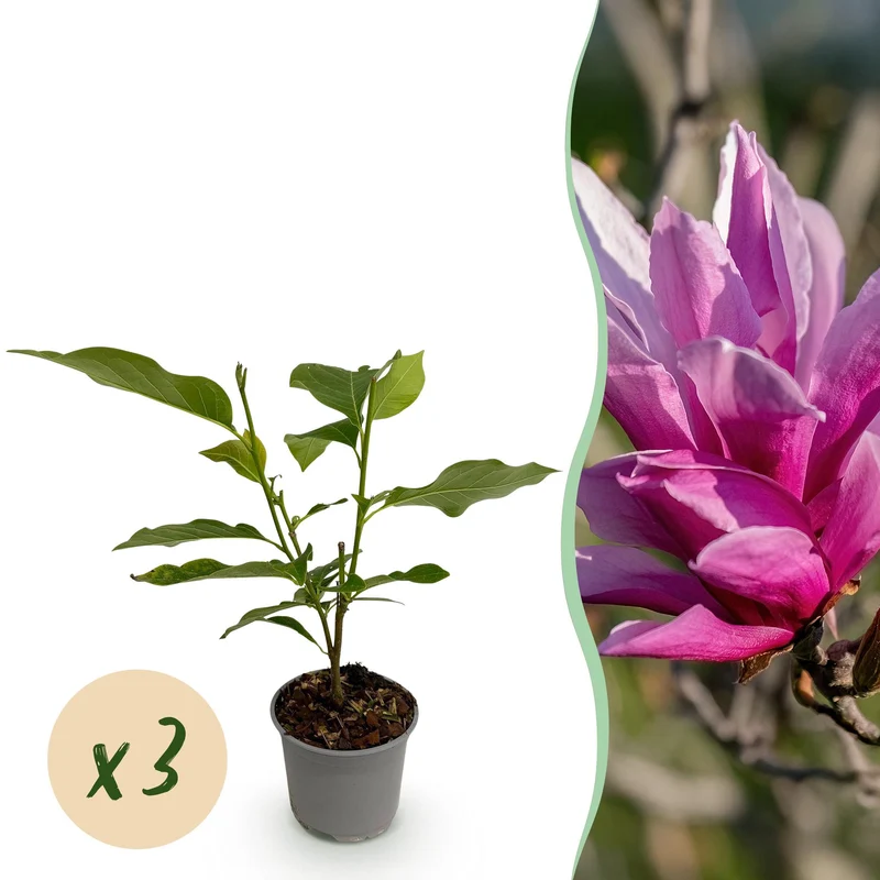 Magnolia liliiflora Nigra