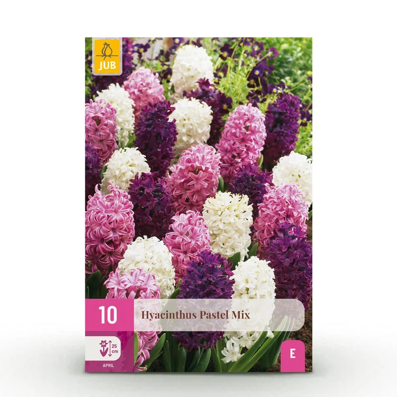 Hyacinth Pastel mix