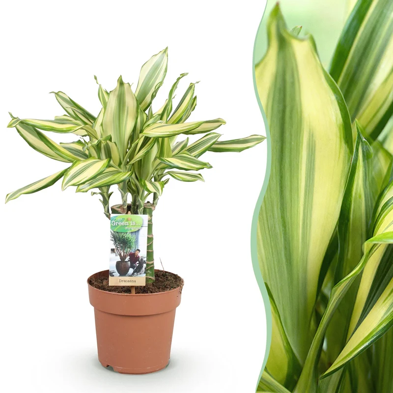 Dracaena fragrans Diamond Dream