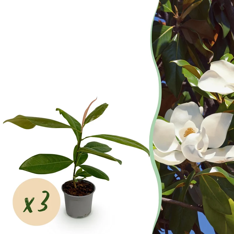 Magnolia grandiflora