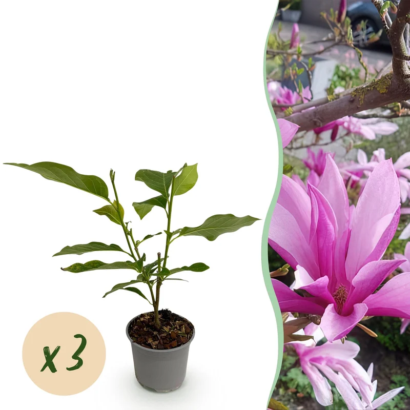 Magnolia Susan