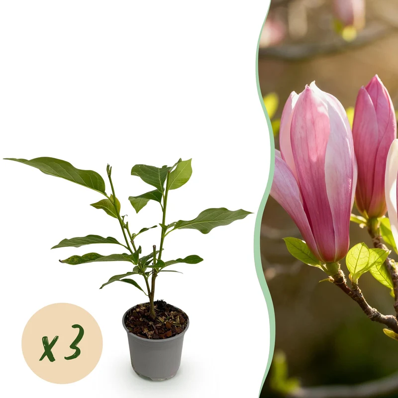 Magnolia Ricki