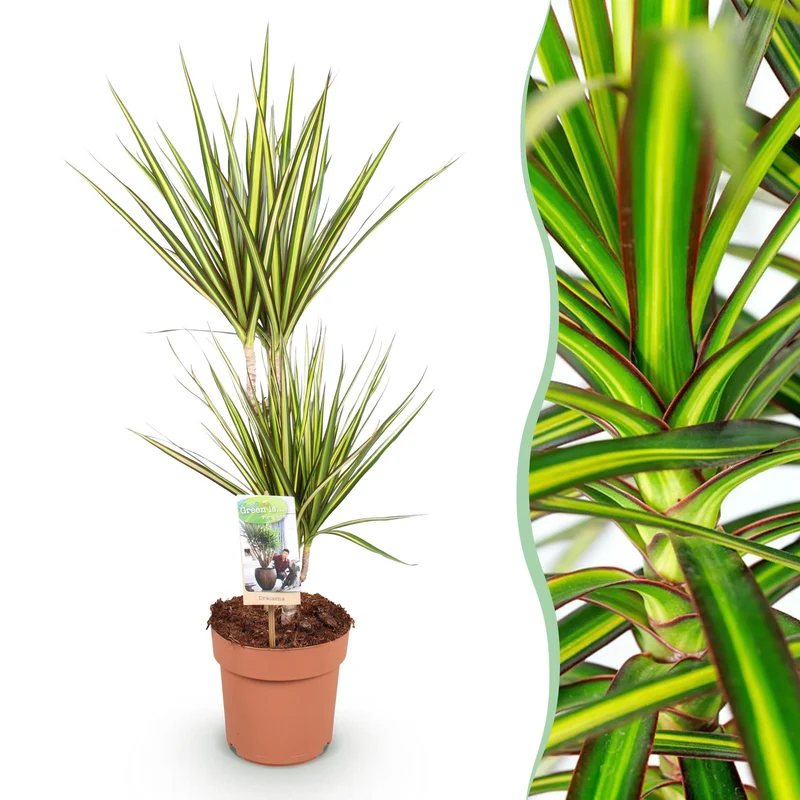 Dracaena Sunray
