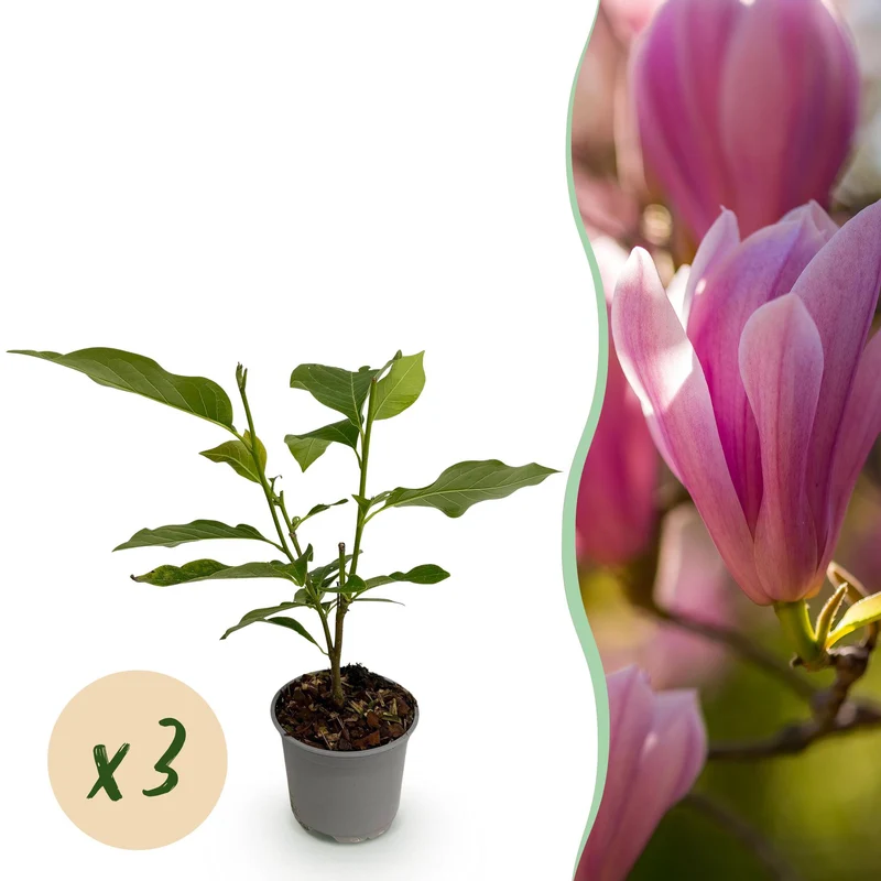 Magnolia Heaven Scent