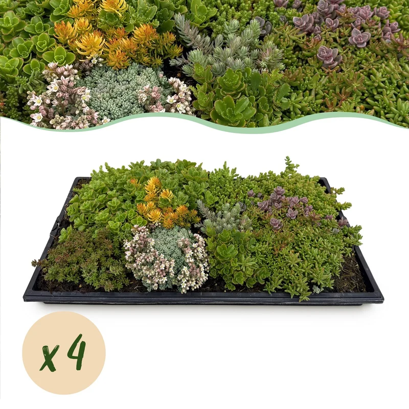 Sedum mat
