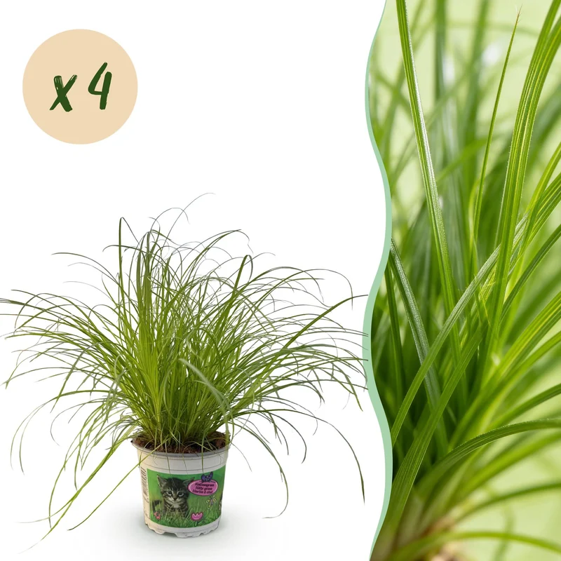 Cyperus alternifolius Zumula