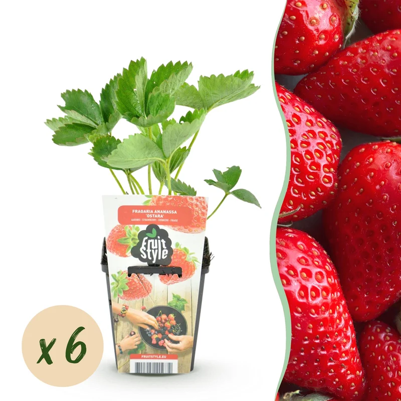 Aardbei