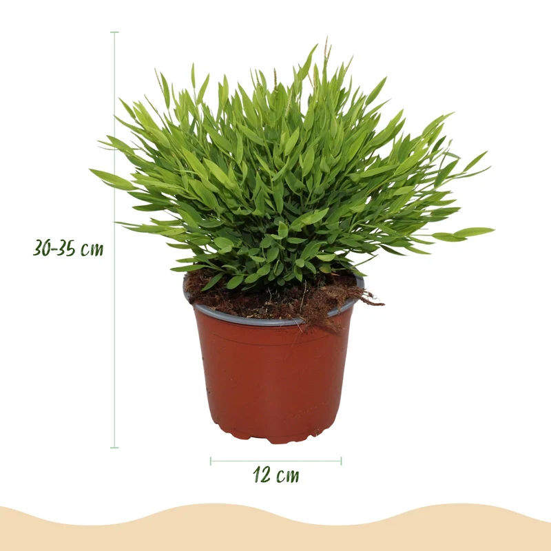 2x Pogonatherum Monica - Kamerbamboe