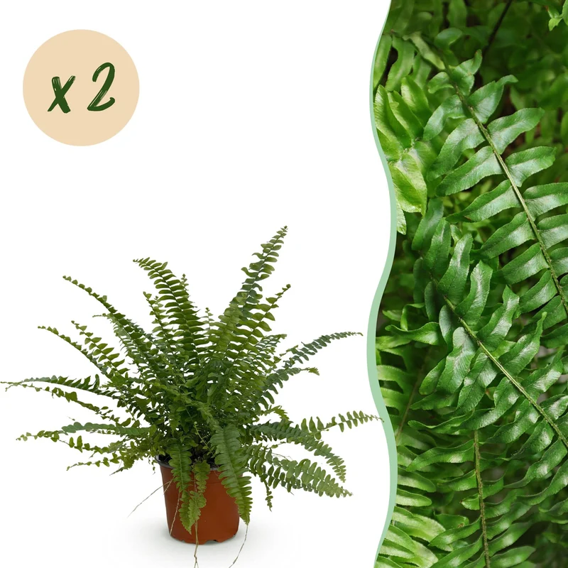 Nephrolepsis exaltata Green Lady