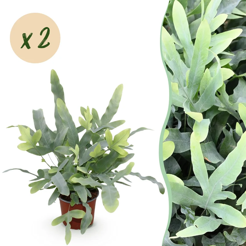 Phlebodium aureum Blue Star