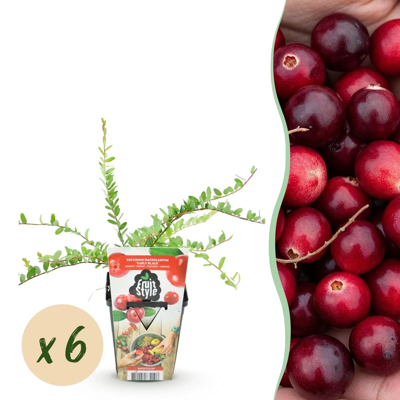 Blauwe Bes - Vaccinium macrophylla Early Black