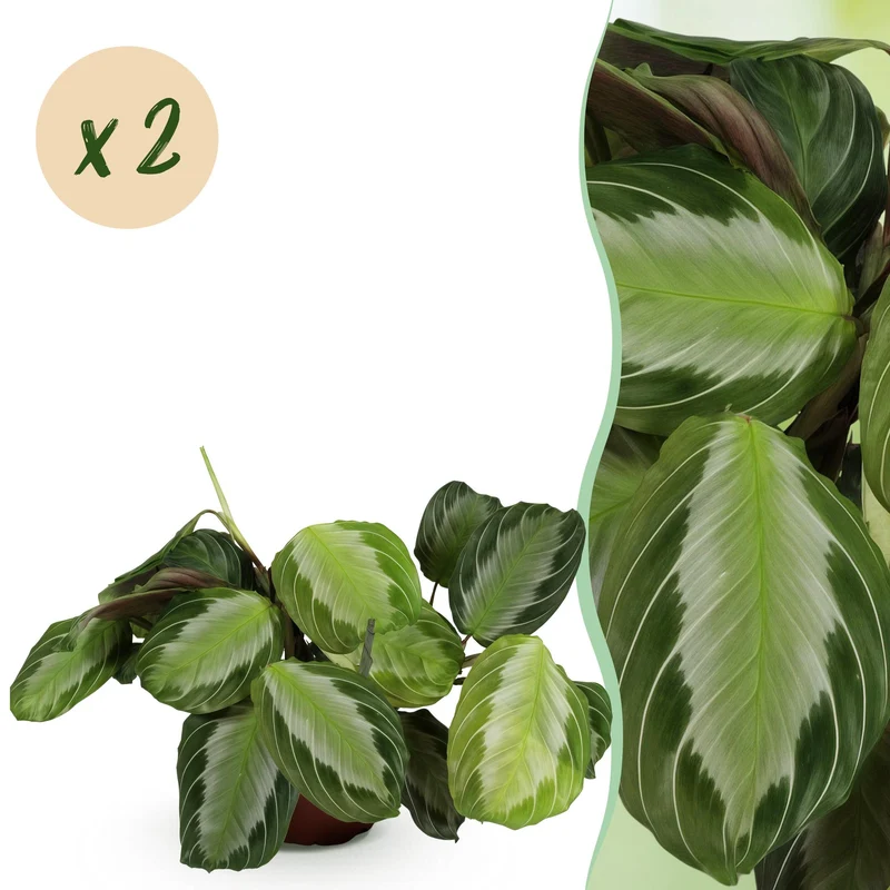 Maranta Fascinator Silverband