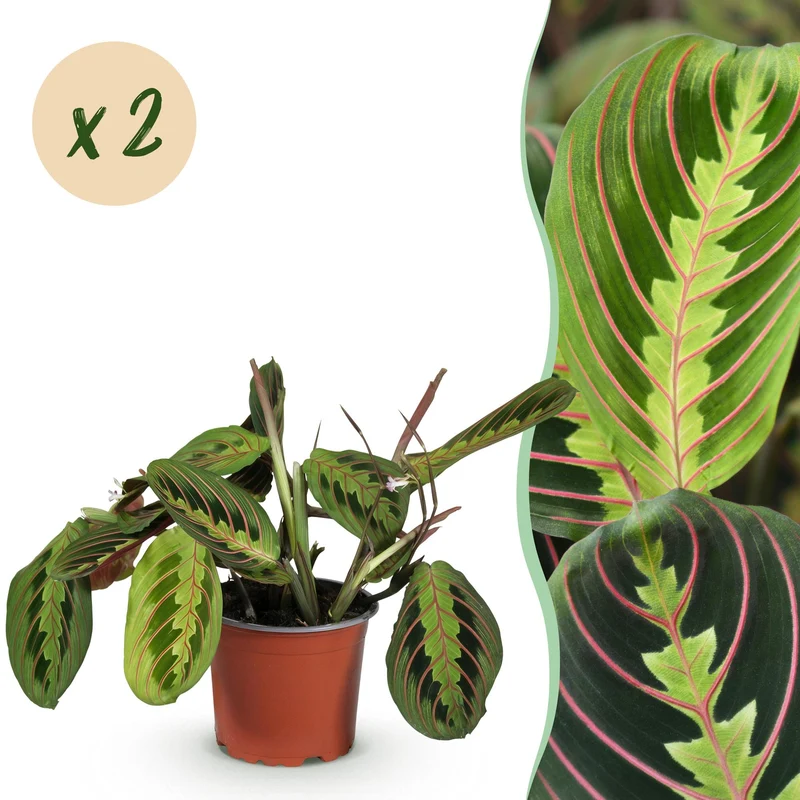 Maranta Fascinator Tricolour