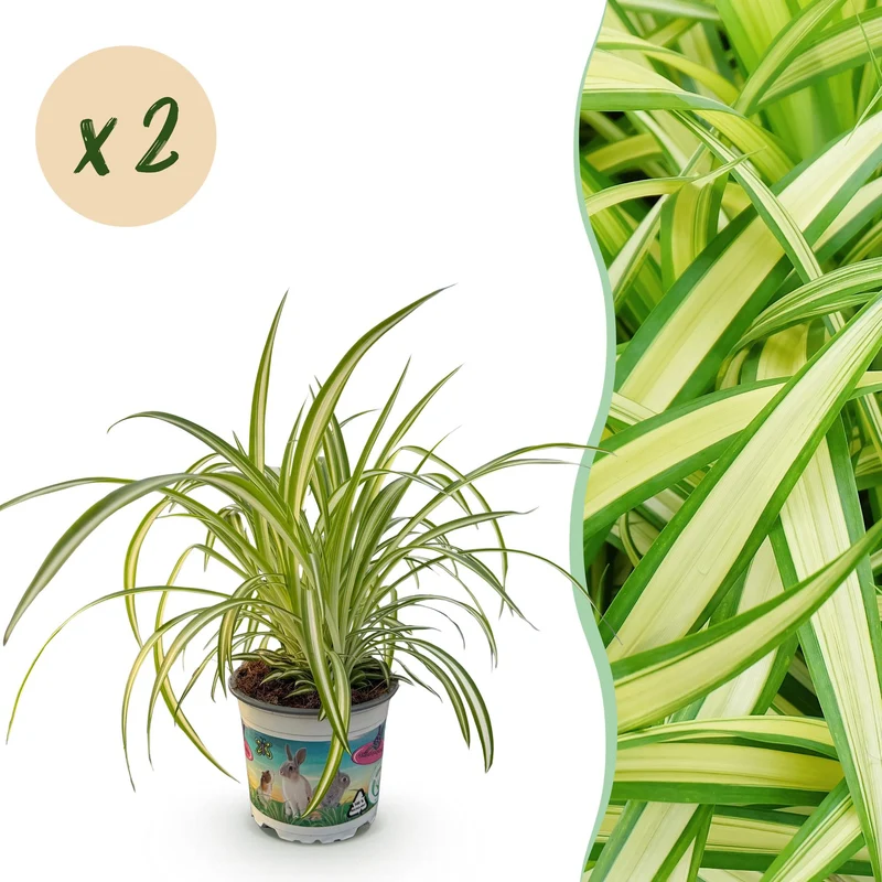 Chlorophytum comosum Variegatum