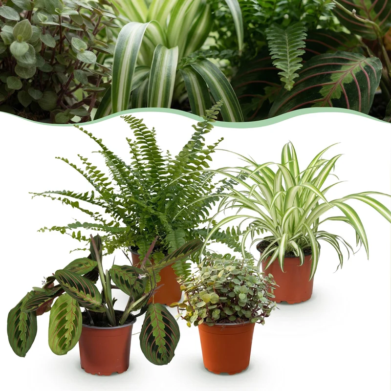 Chlorophytum