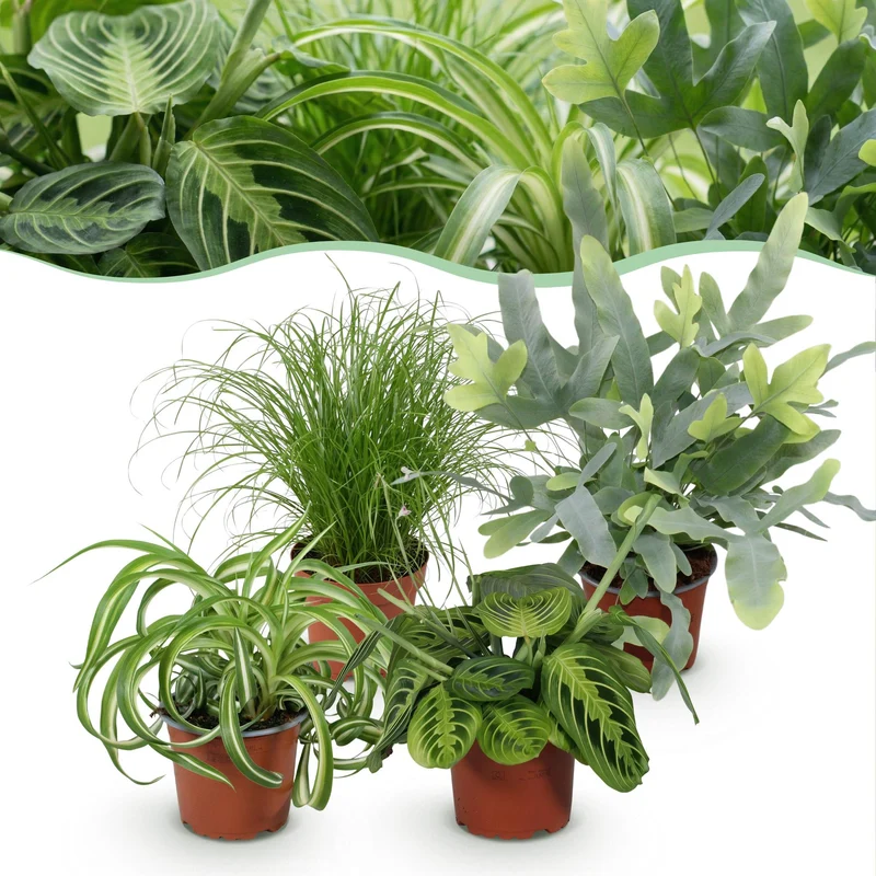 Chlorophytum
