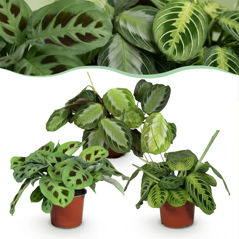 Marantha Silverband, Marantha Lemon Lime Marantha Kerchoveana