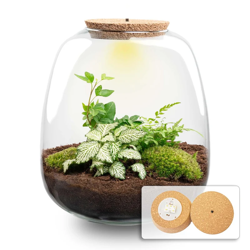 Planten terrarium - Emma - DIY kit - Hedera, wit