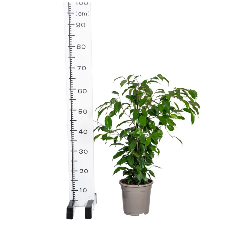 Ficus Benjamina Exotica