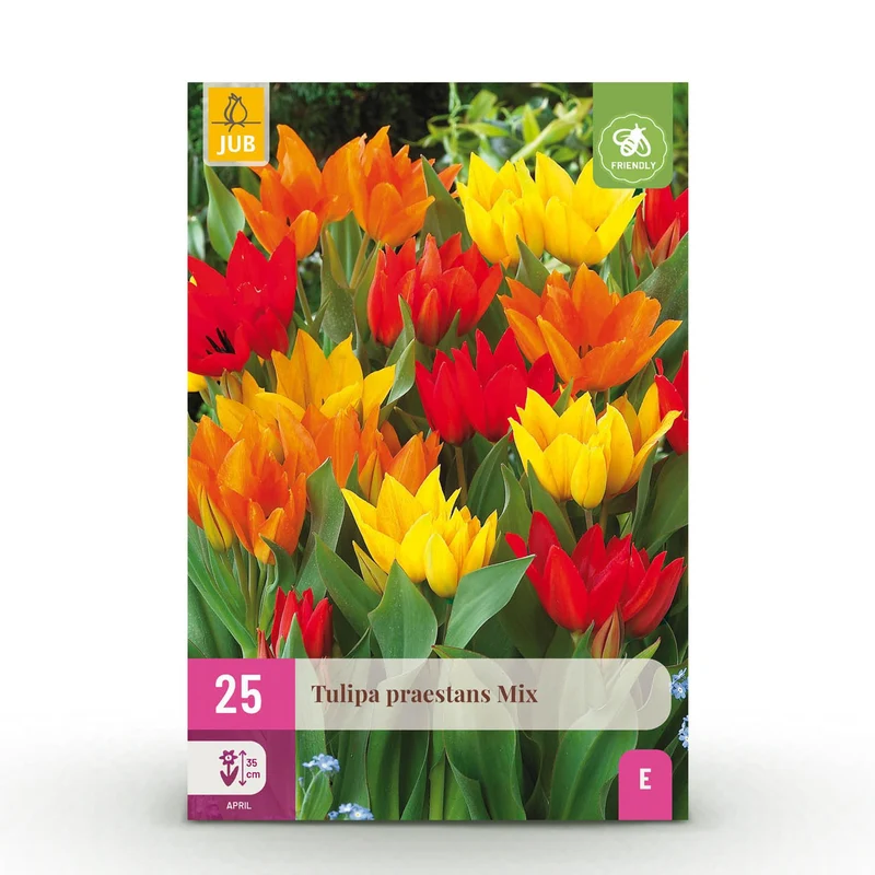 Tulp Praestans mix