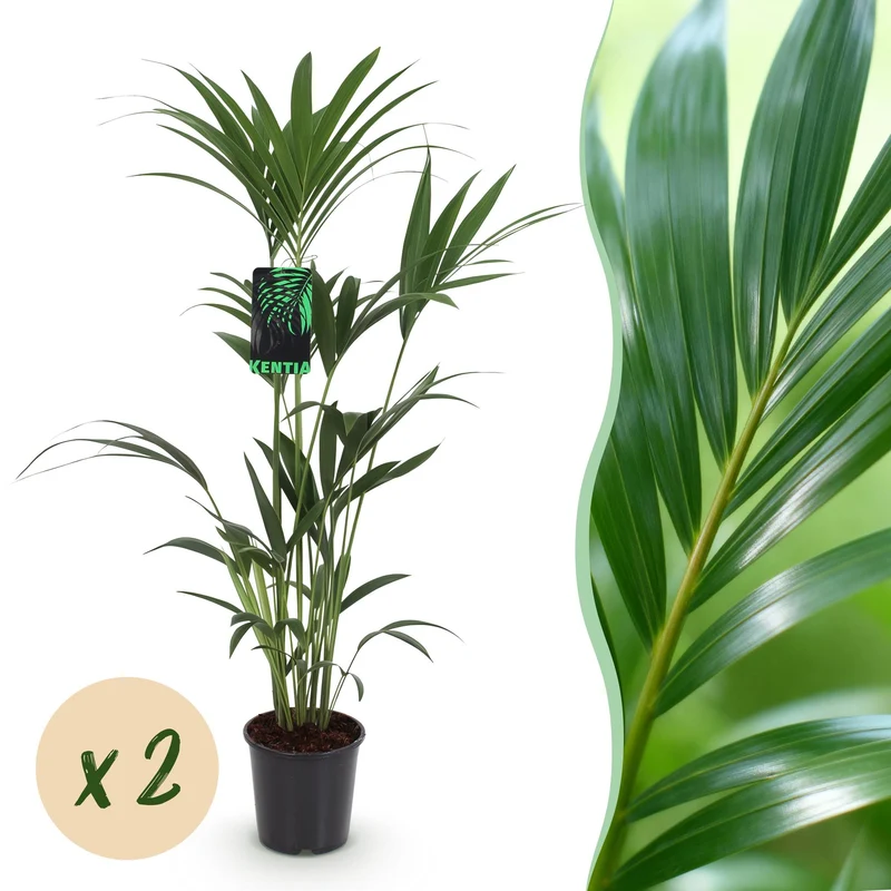 Howea Forsteriana