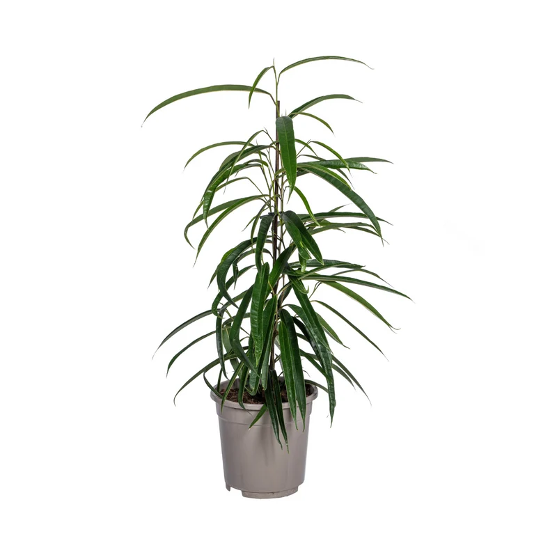 Ficus Binnendijkii Alii