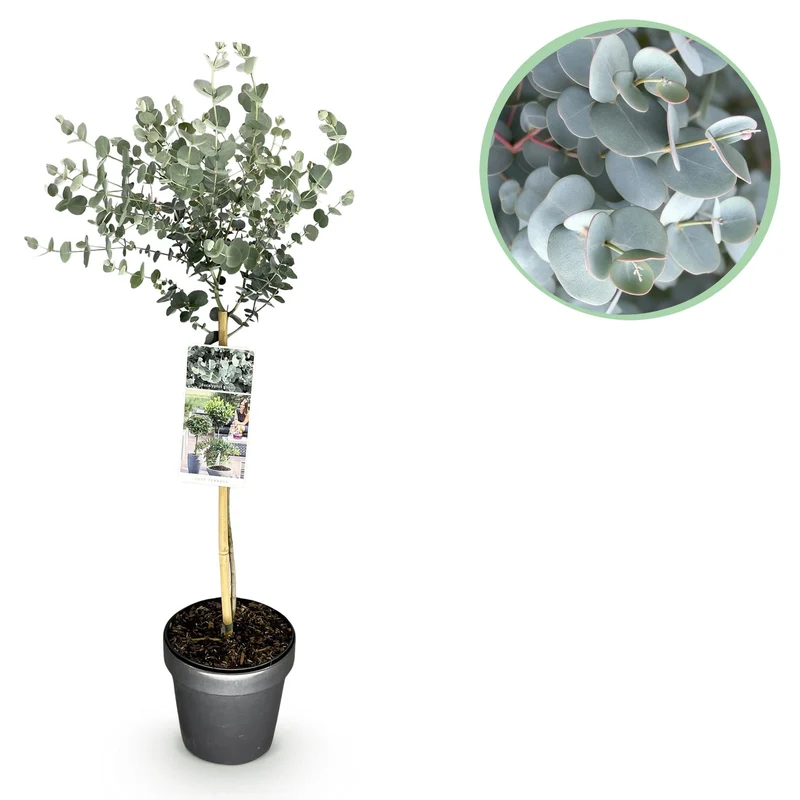 Eucalyptus gunni Azure