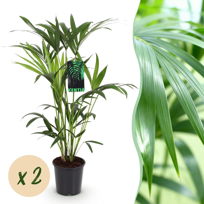 Howea Forsteriana