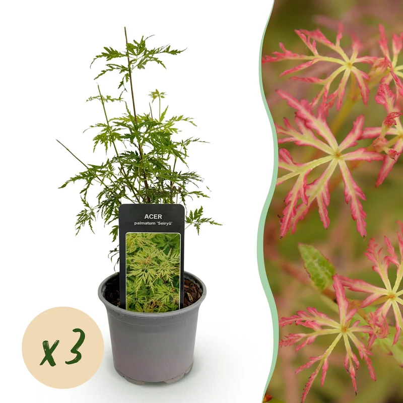 Acer palmatum Seiryu