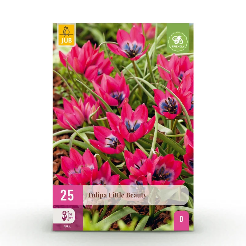 Tulp Little Beauty