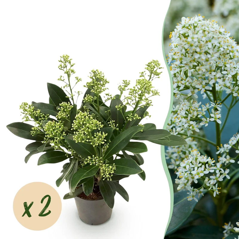 Skimmia japonica Finchy