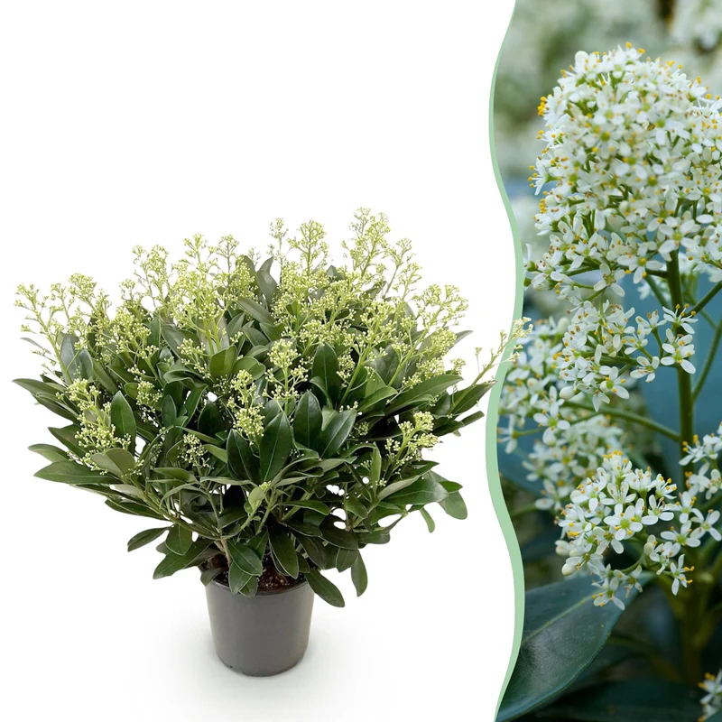Skimmia japonica Finchy