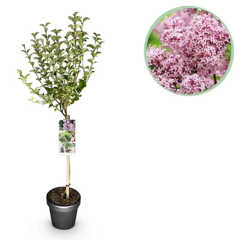 Syringa meyeri Palibin