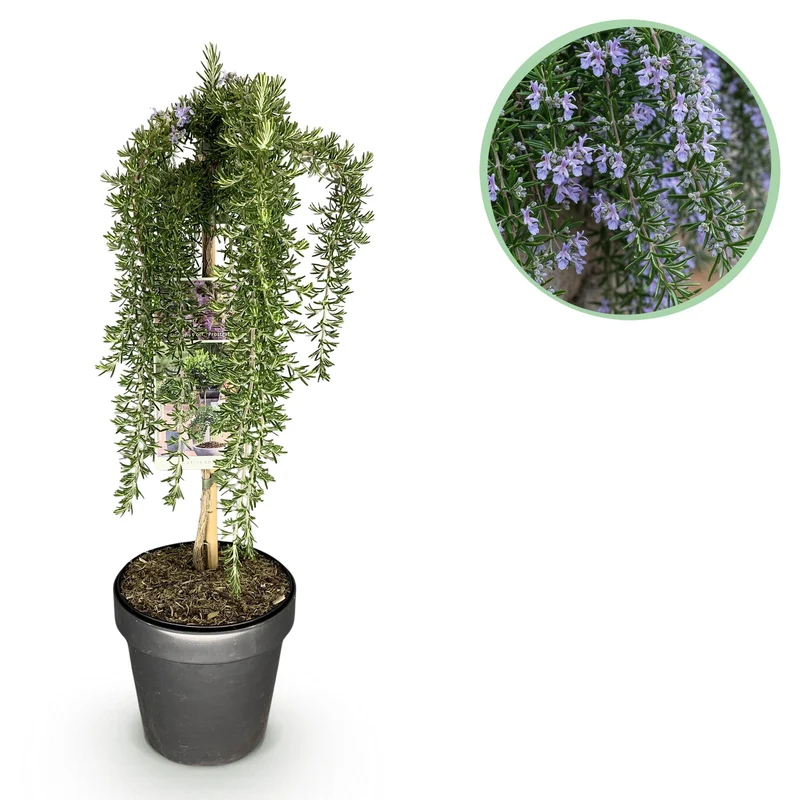 Rosmarinus officinalis Prostratus