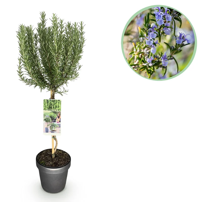 Rosmarinus officinalis