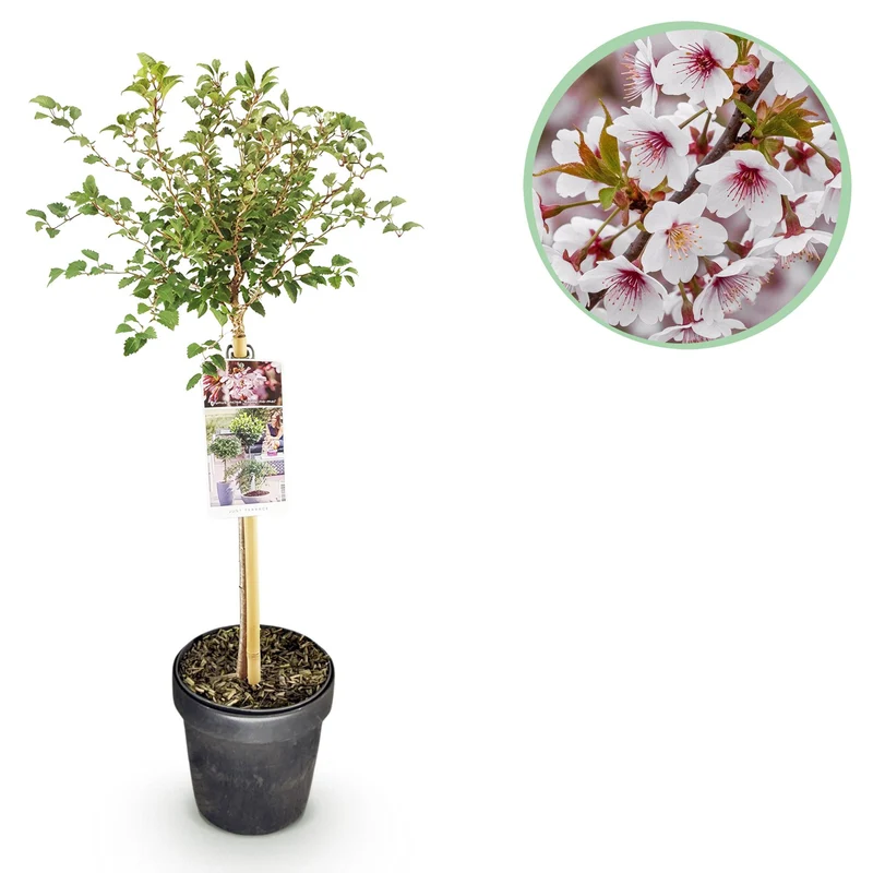 Prunus incisa Koujou