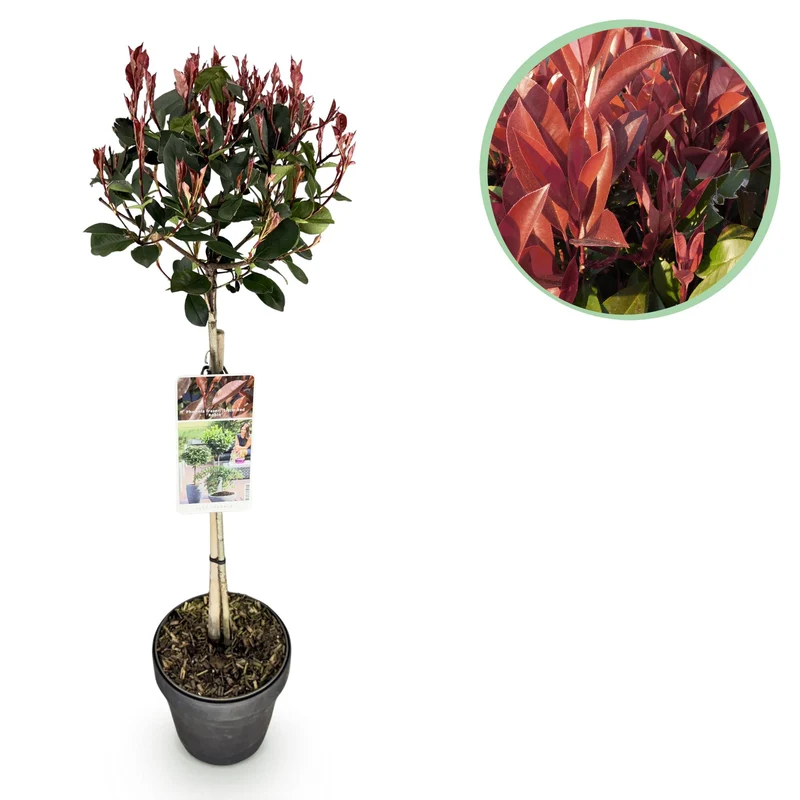 Photinia fraseri Little Red Robin