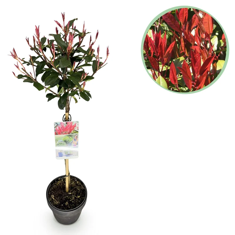 Photinia fraseri Carre Rouge