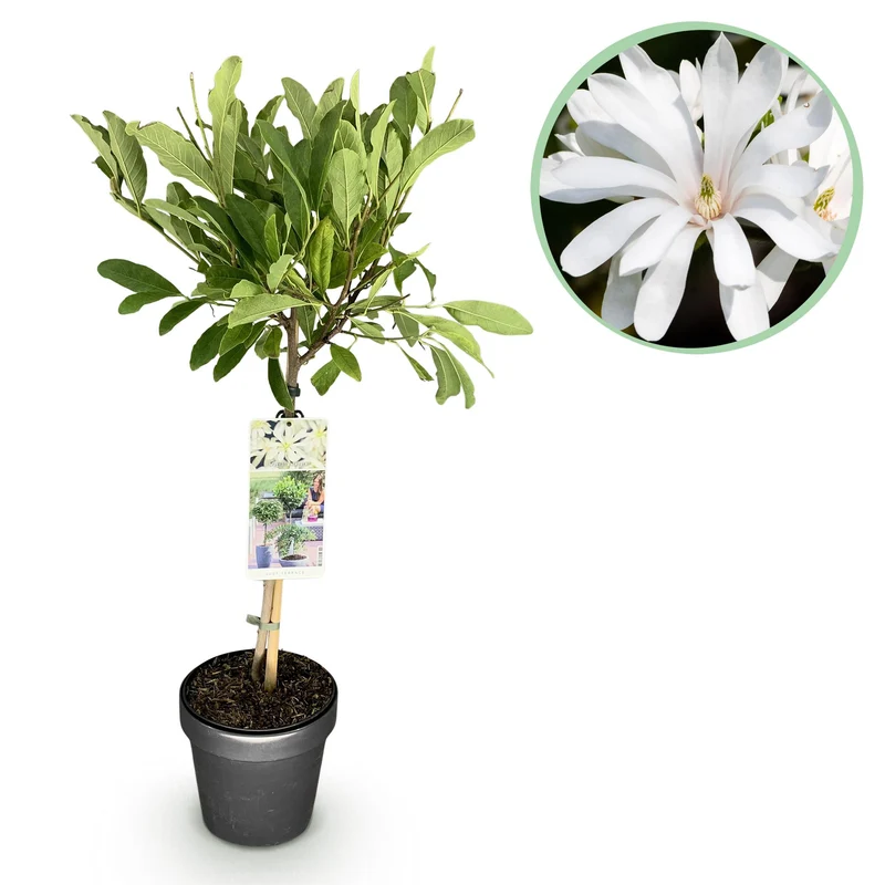 Magnolia stellata
