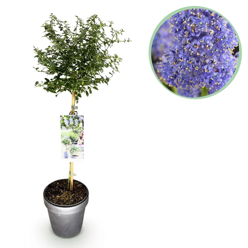 Ceanothus thyrsiflorus Repens