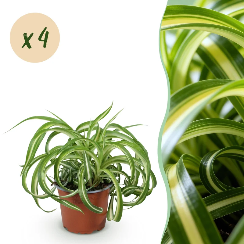 Chlorophytum comosum Bonnie