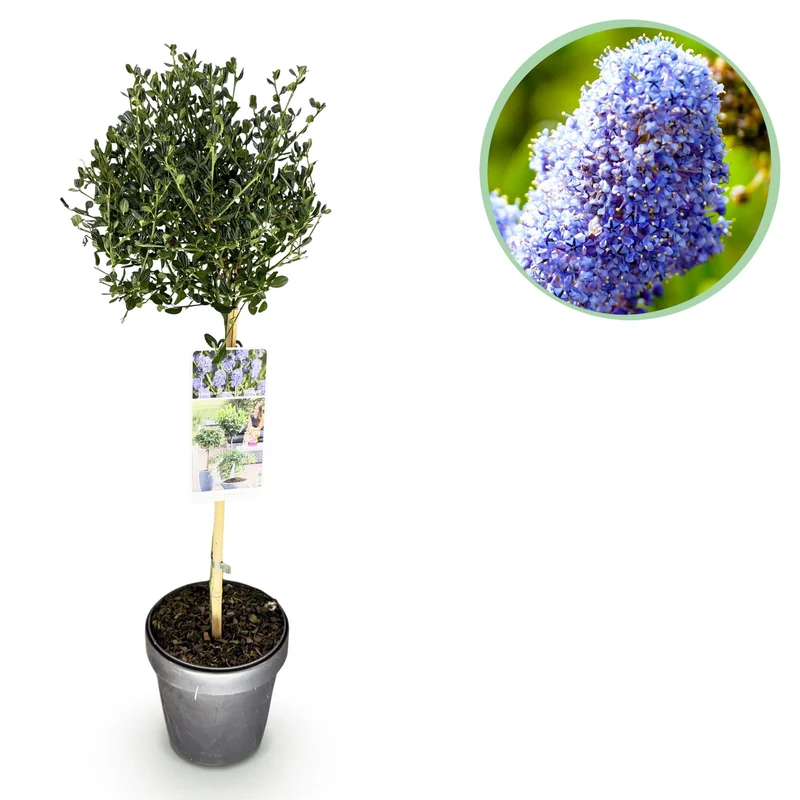 Ceanothus impressus Victoria